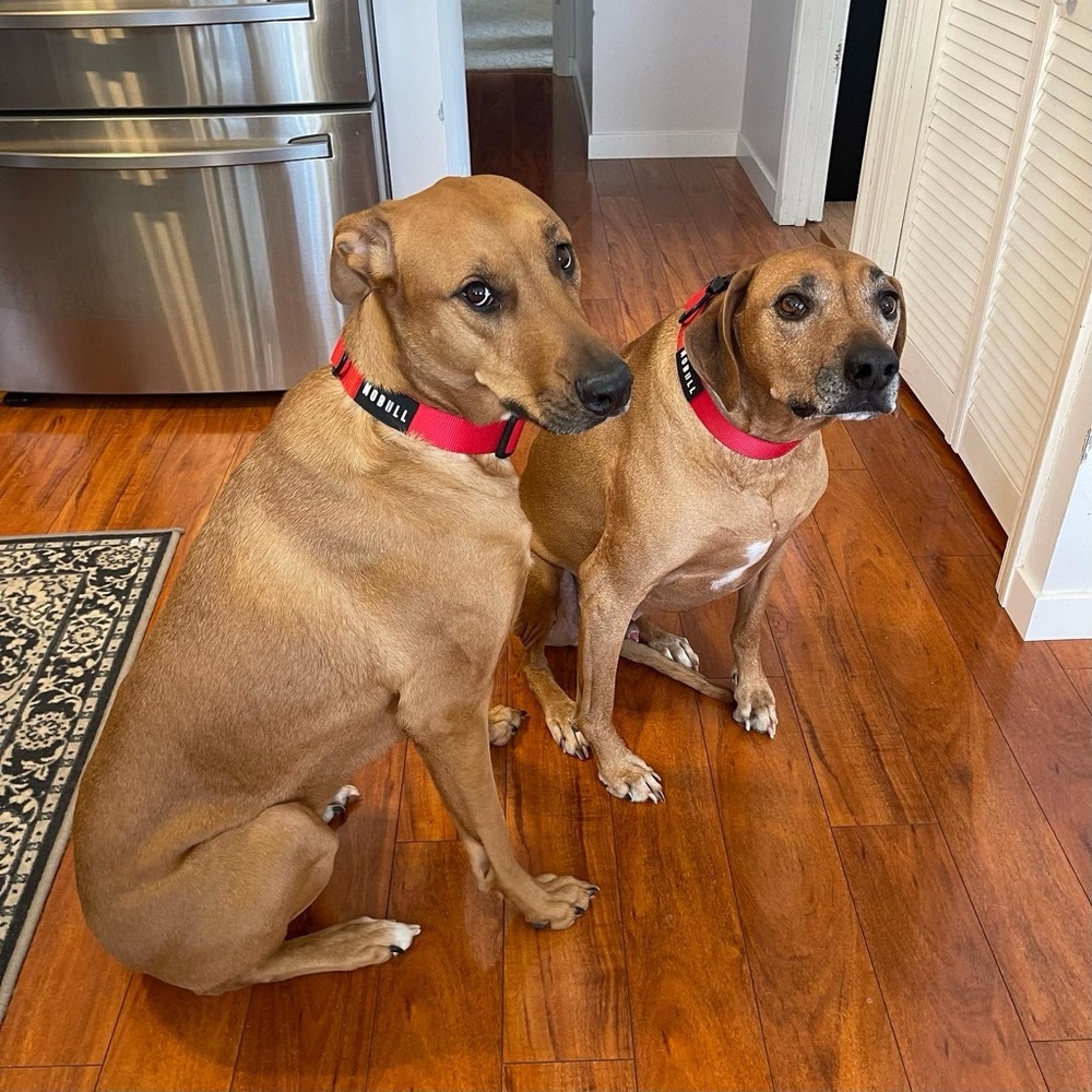 Dog Collar - NOBULL